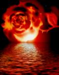 la rose